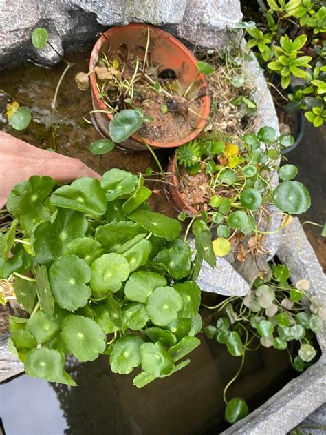 水 種 植物 養魚